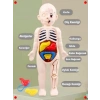 3D İnsan Vücudu Anatomisi Eğitici Yapboz