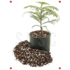 3L Özel Saksı Harcı - Sphangum Torfu & Cocopeat & Perlit