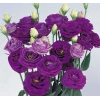 5 Adet Mavi Renkli Katmerli Bodur Lisianthus Çiçeği Tohumu