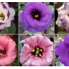 5 Adet Mavi Renkli Katmerli Bodur Lisianthus Çiçeği Tohumu