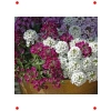 Alyssum Kraliyet Halısı Çiçek Tohumu (20)