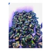 Anubias Petite Canlı Bitki Saksısı, 5-7 Yaprak, Su Bitkisi