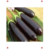 Aydın Siyah Patlıcan Tohumu - Parlak ve Dolgun Meyveler