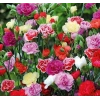 BAHÇE KARANFİLİ 50 Tohum KARIŞIK Renkli Çoklu Tohum