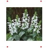 Beyaz Ateş Çiçeği (Salvia ) Tohumu (30 Adet)