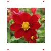 Bodur Kırmızı Yıldız Çiçeği Tohumu (10 Adet)
