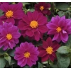 Bodur Mor Renkli Yıldız Çiçeği Tohumu - 10 Adet