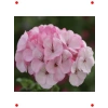 Büyük Top Çiçekli Sardunya Tohumu Lekeli Pembe - 5 Adet