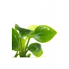 Canlı Bitki, 5-6 Yapraklı Anubias Barteri