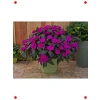 Canlı Mor Cam Güzeli F1 Tohumu (20 Adet)