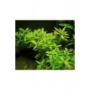 Ceylon Zeytin Renkli Saksıda Canlı Hygrophila Bitkisi