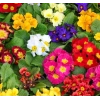 Çuha Çiçeği Tohumu - Renkli ve Göz Alıcı