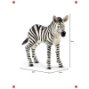 Detaylı Yavru Zebra Figürü