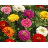 Dev çiçekli zinnia tohumu, 20 adet