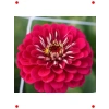 Dev Kırmızı Zinya Çiçeği Tohumu (Kirli Hanım) - 5 Adet