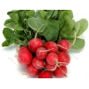 Doğal Cherry Turp Tohumu - Lezzetli Seçenek