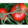 Domates Antep Tohumu - Aksel 100 adet
