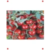Domates Cherry Tohumu -  100 Adet