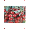 Domates Cherry Tohumu - Aksel 100 Adet