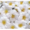 Duble Katlı İpek Çiçeği Tohumu, Beyaz Renkli, 25 Adet