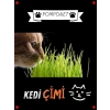 Evde Kolay Kedi Çimi Yetiştirme Kiti - Yıl Boyu Yeşillik!