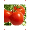 Falcon Bahçelik Domates Tohumu - 3 gr