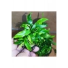 Glabra Anubias Canlı Bitki Saksısı, Akvaryum İçin