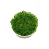 Green Rotala Indica In Vitro 200cc Canlı Bitki, Su Bitkisi