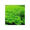 Green Rotala Indica In Vitro 200cc Canlı Bitki, Su Bitkisi