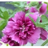 Gülhat (Katmerli  Çiçekli) - MOR (5 Tohum)