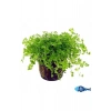 Heanthus Callitrichoides Cuba Saksı Canlı Bitki, Yeşil ve Canlı