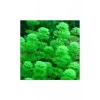 Heterophylla Limnophila Saksı Canlı Bitki, Su Bitkisi