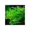 Hygrophila Diffors Canlı Bitki - 4-6 Kök