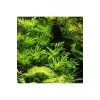 Hygrophila Diffors Canlı Bitki - 4-6 Kök