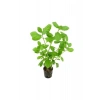 Hygrophila Diffors Canlı Bitki - 4-6 Kök