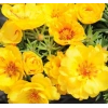 İpek Çiçeği Tohumu Duble Katlı - Sarı Renkli (25 Tohum)