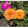 İpek Çiçeği Tohumu Duble Katlı - Turuncu Renkli (25 Tohum)