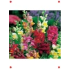 İri Çiçekli Aslanağzı Tohumu - Karışık Renkler