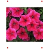 İri Çiçekli Bodur Gül Renkli Petunya Tohumu - 15 Adet