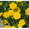 İri Çiçekli Sarı Papatya Tohumu, 25 Adet
