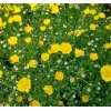 İri Çiçekli Sarı Papatya Tohumu, 25 Adet