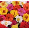 Karışık renklerde 40 adet katmerli ipek çiçeği tohumu