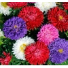 Karışık Renkli 20 Tohum Aster Kasımpatı (Krizantem)