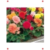 Karışık Renkli Katmerli Begonya Tohumu (5 Adet)