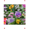 Karışık Renkli Nemezya Çiçeği Tohumu (10 Adet)