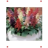 Karışık Salvia (Ateş Çiçeği)  Tohumu (30 Adet)