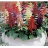 Karışık salvia ateş çiçeği tohumu - 30 adet ile renkli bahçeler