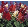 Karışık salvia ateş çiçeği tohumu - 30 adet ile renkli bahçeler