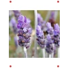 Karışık Yoğun Kokulu Lavandula Tohumu (5 Adet)