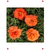 Katmerli Turuncu İpek Çiçeği Tohumu (40 Adet)